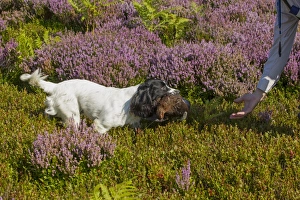 Gamebird Prints: Domestic Dog, Working Spaniel, adult