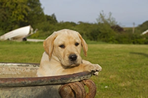 Domestic Dog, Yellow Labrador Retriever, puppy, looking out from urn, Norfolk, England, august