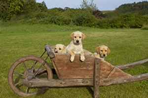 Domestic Dog, Yellow Labrador Retriever, three puppies, looking out from wooden wheelbarrow, Norfolk, England, august