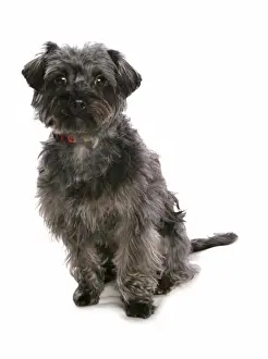 Collars Prints: Domestic Dog, Yorkiepoo (Yorkshire Terrier x Poodle), adult female, sitting, with collar