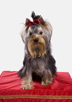 Terrier Prints: Domestic Dog, Yorkshire Terrier, adult female, with bow in hair, sitting on stool