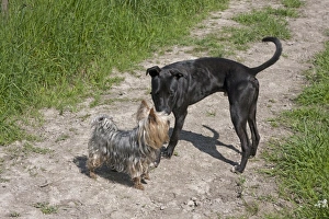 Mongrel Prints: Domestic Dog, Yorkshire Terrier