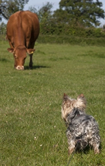 Domestic Dog, Yorkshire Terrier, adult male, on lead, looking at cow grazing in pasture, England, June