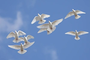 Pigeon Prints: Domestic Dove (Columba livia domestica) eight adults