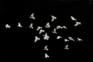 Pigeon Prints: Domestic Dove (Columba livia domestica) white adults