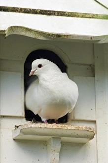 Doves Prints: Domestic Dove (Columba sp. ) white fantail