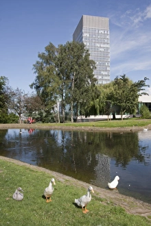 Lakeside Prints: Domestic Duck, four adults, at edge of lake in urban parkland