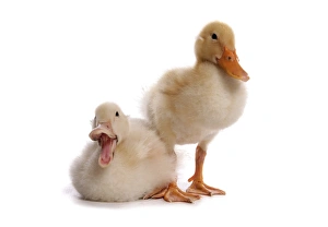 Duckling Prints: Domestic Duck, Aylesbury, two ducklings, calling, sitting and standing