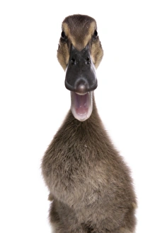 Bill Prints: Domestic Duck, Indian Runner Duck, duckling, close-up of head, calling