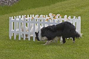 Sheep Dogs Prints: Domestic Duck, Indian Runner Duck