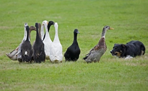 Herding Prints: Domestic Duck, Indian Runner Duck