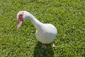 Funny Prints: Domestic Duck, Muscovy Duck (Cairina moschata) adult