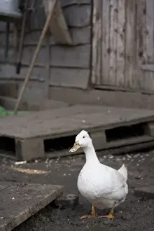 Farmyards Prints: Domestic Duck, white adult, standing in muddy farmyard, England, March