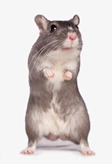 Rodent Prints: Domestic Gerbil, adult, standing on hind legs