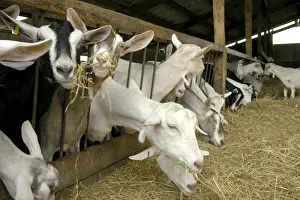 Housed Prints: Domestic Goat, adult females, milking herd at feed barrier, Cheshire, England, august