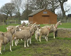 Paddock Prints: Domestic Goat, adult females, milking herd standing in pasture