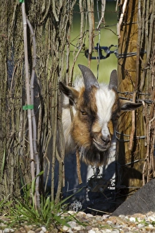 Fence Prints: Domestic Goat, adult, with head pushed through fence, Spain, April