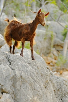 Destruction Prints: Domestic Goat, adult, standing on rock