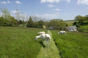 Pathway Prints: Domestic Goat, three adults, grazing in meadow on hillside, Devon, England, May