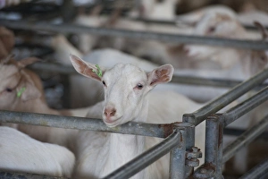 Mart Prints: Domestic Goat, Boer cross dairy goats