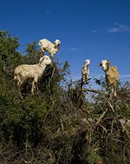 Trending: Domestic Goat, flock, browsing in Argan (Argania spinosa) tree