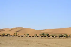 Moroccan Prints: Domestic Goat, flock, browsing bushes at edge of desert sand dunes