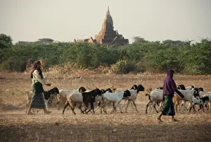Woman Prints: Domestic Goat, herd, with goatherders and Buddhist temple in distance