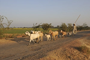 Rajasthan Prints: Domestic Goat, herd, walking on road with herder