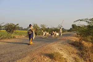 Woman Prints: Domestic Goat, herd, walking on road with herder and woman carrying firewood