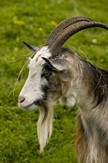 Hungarian Prints: Domestic Goat, Hungarian Goat, adult male