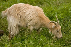 Hungarian Prints: Domestic Goat, Little-eared Goat