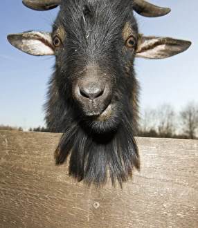 Domestic goat portrait, Capra hircus, Germany, Bavaria