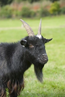 Pygmy Prints: Domestic Goat, Pygmy Goat, adult male