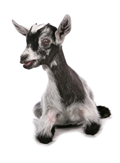 Kids Prints: Domestic Goat, Pygmy Goat, kid, laying