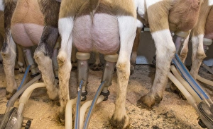 Milked Prints: Domestic Goat, Saanen and British Alpine nanny goats