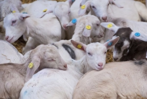 Straw Prints: Domestic Goat, Saanen and crossbred kids