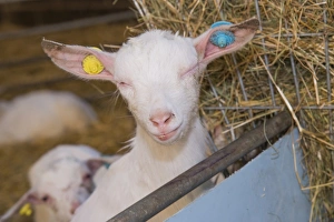 Kids Prints: Domestic Goat, Saanen kid, with Pinkeye disease