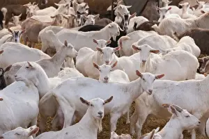 Domestic Goat, Saanen, Toggenburg and British Alpine nanny goats, dairy herd in straw yard, Lancashire, England