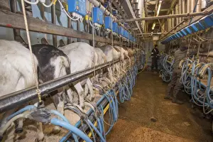 Domestic Goat, Saanen, Toggenburg and British Alpine nanny goats, herd being milked in milking parlour, Lancashire
