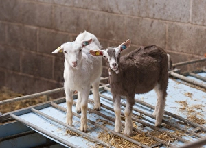 Straw Prints: Domestic Goat, Saanen and Toggenburg kids