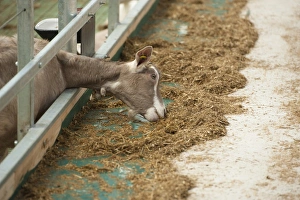 Indoor Prints: Domestic Goat, Toggenburg nanny