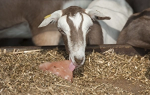 Indoor Prints: Domestic Goat, Toggenburg nanny