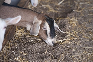 Feed Prints: Domestic Goat, Toggenburg nanny goat