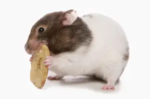 Cutout Prints: Domestic Golden Hamster (Mesocricetus auratus) adult, feeding on dried banana