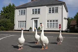 Domestic Goose, four adults, walking on road beside The Old Post Office building, Stanhoe, Norfolk, England, July