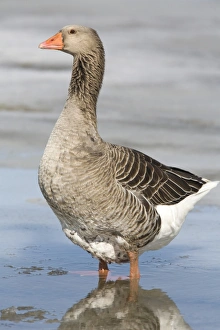 Melts Prints: Domestic Goose, American Buff Goose