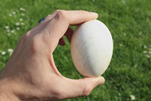 Hand Prints: Domestic Goose, egg, held in hand, Mendlesham, Suffolk, England, April