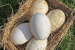 Baskets Prints: Domestic Goose, five eggs, in basket, Mendlesham, Suffolk, England, April