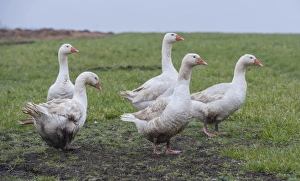 Geese Prints: Domestic Goose, Embden, five adults