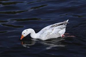 Feral Prints: Domestic Goose, feral adult, swimming on river, River Thames, Oxfordshire, England, april